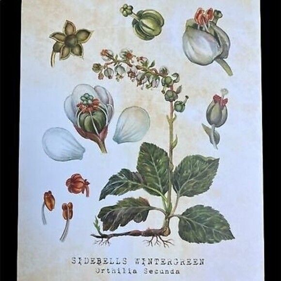 NEW Set of Six 8 X 10 UNFRAMED Botanical Prints by Tavenly Spring Summer Gift - Picture 7 of 10